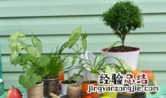 家里种什么花风水好又旺财 家里种什么植物风水好又旺财