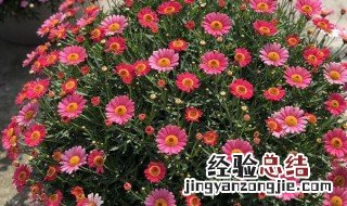 波斯菊盆栽的养殖方法 波斯菊盆栽如何养殖