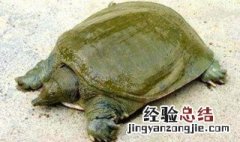 甲鱼两天没水会死吗 甲鱼一晚上没水会死吗