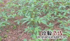 花椒树怎么种 花椒树怎么种植视频