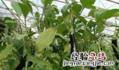 露天茄子剪枝技术 露天茄子有哪些剪枝技术