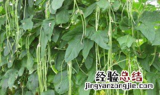 无架四季豆的种植方法和时间 无架四季豆的种植方法和时间介绍