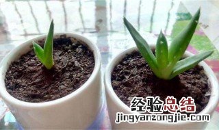 芦荟种植方法 芦荟的养殖方法介绍