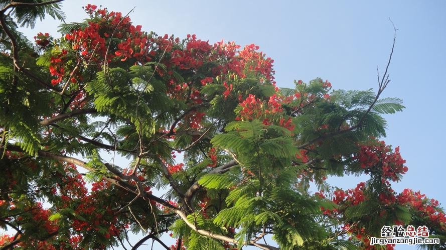 临夏适合养什么花，市花和市树是什么