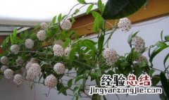 球兰的花架怎么搭 球兰的花架搭建方法