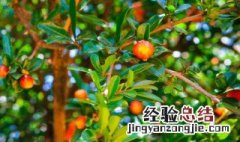 石榴的种植方法 石榴的种植方法简单介绍