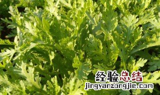 茼蒿种植时间及方法 茼蒿种植时间及方法介绍