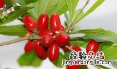 神秘果种植方法和管理 神秘果养殖方法是什么