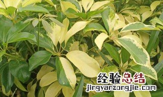鸭脚木叶子发黑掉了是怎么回事 关于鸭脚木叶子发黑掉了是怎么回事