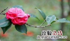 茶花盆栽种植方法 茶花盆栽应该如何种植