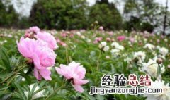 芍药怎么种植 芍药种植方法和时间