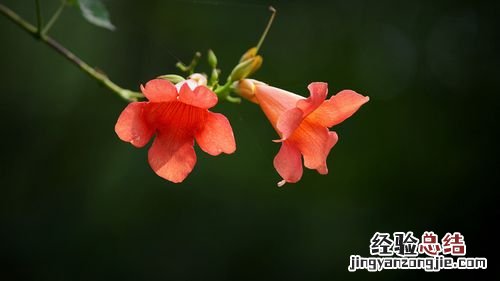 凌霄花的功效与禁忌，凌霄花图片