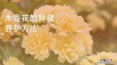 木香花的养殖方法和注意事项