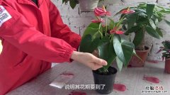 红掌掌面褪色怎么办