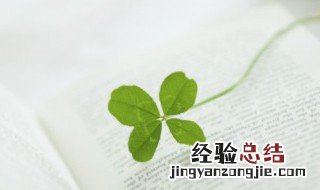 幸运草的养殖方法和注意事项 幸运草的养殖方法和注意事项分别是什么