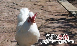 家里养白公鸡什么讲究好 家里养白公鸡什么讲究