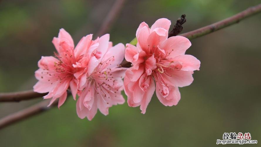 桃花是什么意思,桃花的图片