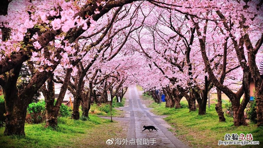 中国樱花开花时间，和日本樱花有什么区别