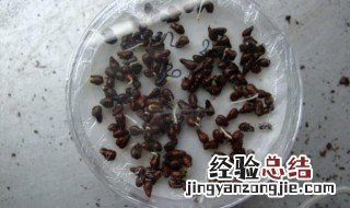 葡萄籽可以发芽种植吗 关于葡萄籽可以发芽种植吗