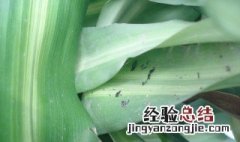 巴西木生虫子怎么办 巴西木生虫子解决方法