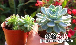 多肉植物浇水方法 多肉植物如何浇水