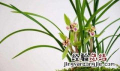 冬季兰花的养护方法 冬季兰花怎么养