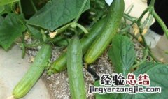 秋黄瓜种植方法和时间 秋黄瓜种植方法和时间是什么