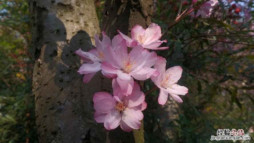 曲靖适合养什么花，市花和市树是什么