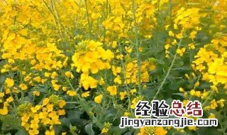 春季种植油菜花需要注意什么 春季种植油菜花的注意事项