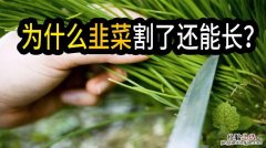 韭菜过冬啥时间不再割，北方割到几月份