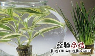 兰花烂根处理方法 兰花烂根解决方法推荐