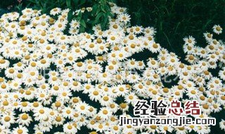 大滨菊种子的种植方法和时间 大滨菊种子如何种植