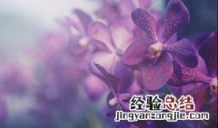 兰花新芽腐烂怎么处理 兰花新芽腐烂应该怎么处理