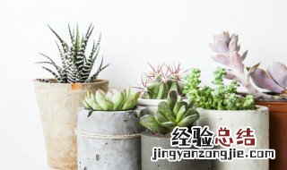 莲花状多肉植物有哪些 莲花状多肉植物有哪些品种