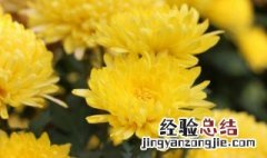 插花用菊花好吗 插菊花时需要注意什么