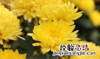 插花用菊花好吗 插菊花时需要注意什么