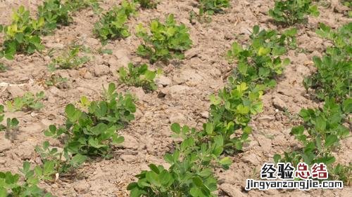 种花生用什么肥料最好,怎么施肥