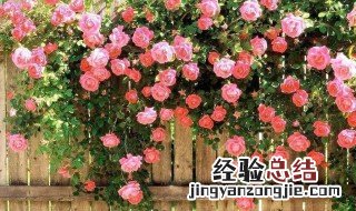 室内蔷薇花的养殖方法 如何在室内种植蔷薇花