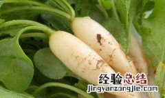 白萝卜的种植方法 关于白萝卜的种植方法介绍