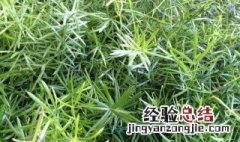 天门冬盆栽养殖方法 天门冬盆栽应该如何养植护理