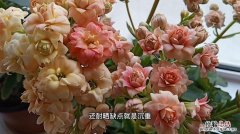 长寿花换盆注意事项是什么