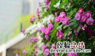 蔷薇花寓意和由来 蔷薇花的寓意有什么