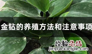 大叶花卉金钻的养殖方法 大叶金钻花卉怎么养