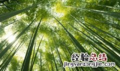 文竹能在家里养吗风水好吗 文竹能在家里养吗