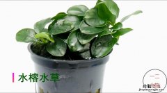 盆栽水生植物如何养殖