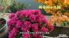 冬季鲜花养护的方法