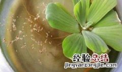 水芙蓉怎么养 水芙蓉的养法