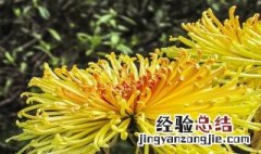 盆栽菊花怎么养殖方法 菊花如何养殖