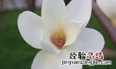 白玉兰花的寓意是什么花语介绍 种白玉兰有风水讲究吗 白玉兰花的寓意