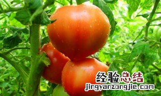 番茄有点发霉可以吃吗 番茄有点霉可以吃吗